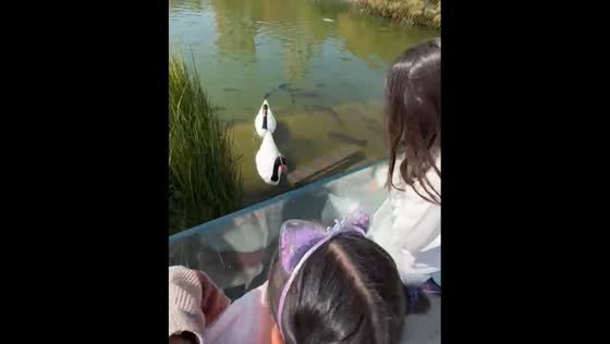 Daughter accidentally throws phone into water while feeding fish in Chile