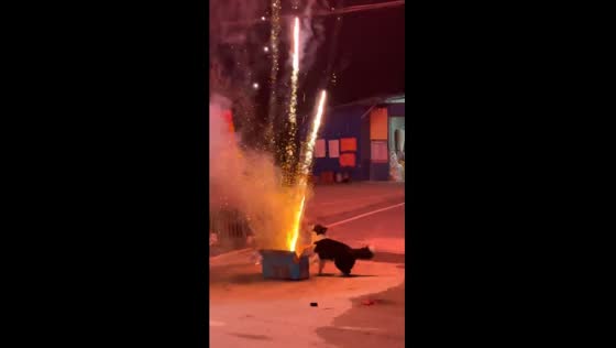 Curious pup's playful encounter: a firework fascination