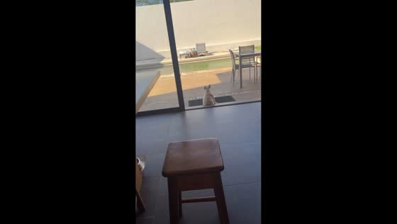 French bulldog “dances” while sitting on doorstep in Mérida, Mexico