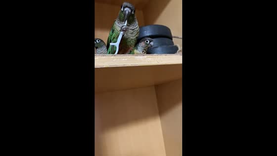Playful parrots peek out from cabinet in Shandong, China