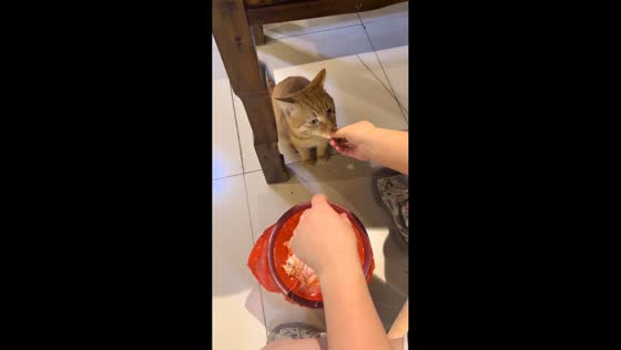 Cat patiently waits for shrimp treat in Jiangsu, China