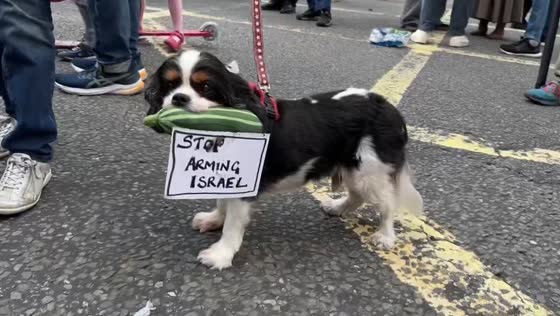 Dog bites placard at anti-arms demonstration in London, UK