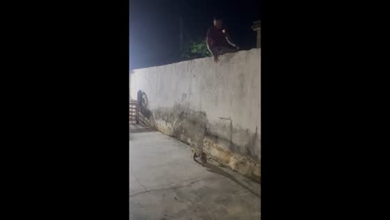 Person releases tamandua and climbs wall in Sucre, Venezuela 