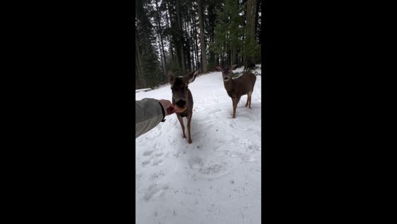 Deer delight: Home Valley's sweet encounter with cookies!
