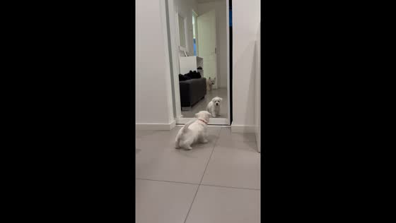 Puppy's first mirror encounter: playful reflection with mom