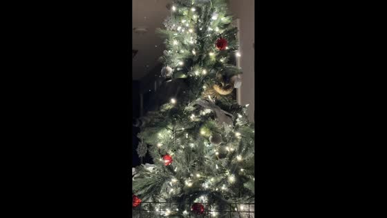 Cat perfectly camouflaged on Christmas tree in Ashland City, Tennessee, USA