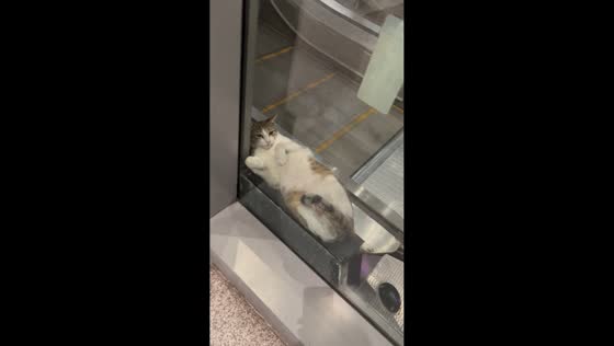 Cat naps on escalator corner inside mall in Taguig, Philippines