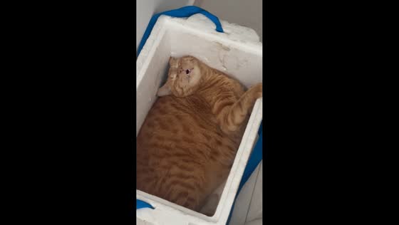Orange tabby cat sleeps inside small styrofoam box in Cali, Colombia