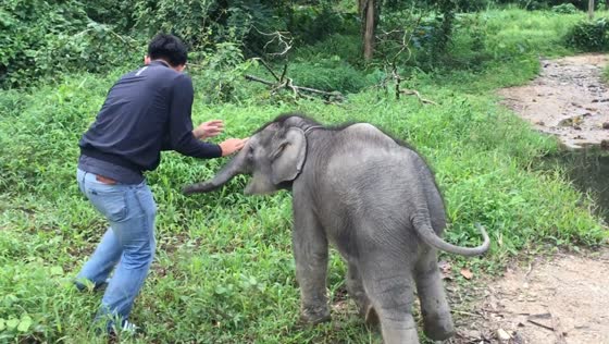 A very cheerful baby elephant suddenly decided to play with a man!