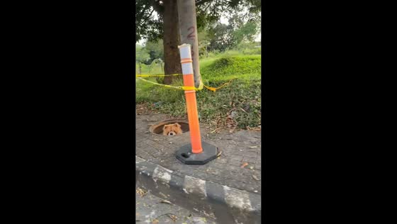 Chow chow gets stuck in manhole in Antipolo, Philippines