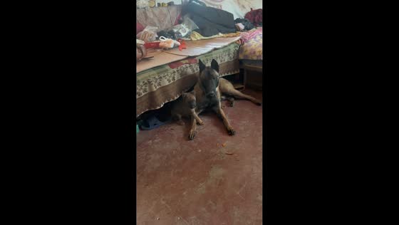 Adorable puppy gets playful head tap in Hebei, China
