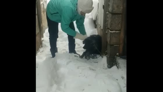 The poor dog has been chained and abandoned in the frozen city of Zlatoust.