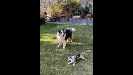Orbiting the Cobalt: Geronimo & Jinx’s playtime in San Francisco bay area