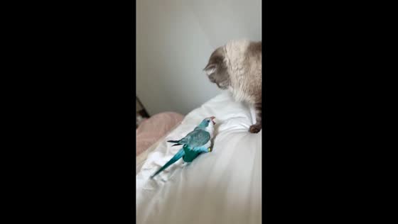 Cat gently swats at bird while owner laughs in Zhejiang, China