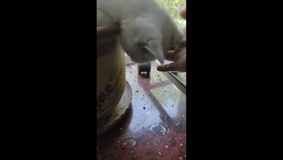 Cat gives owner a scare after deep sleep in flower pot in Beijing, China