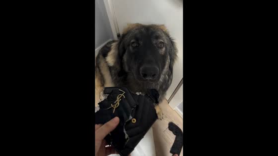 Dog vs. wallet: torn and reproached