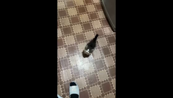 Persistent Miu: a kitten's quest for refrigerator treasures