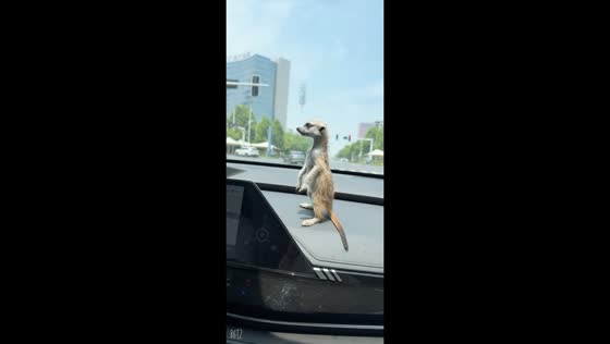 Meerkat acts as lookout inside moving car in Anhui, China