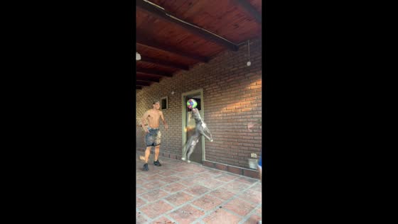 Pit bull tries to catch the ball during a backyard game in Rosario, Argentina