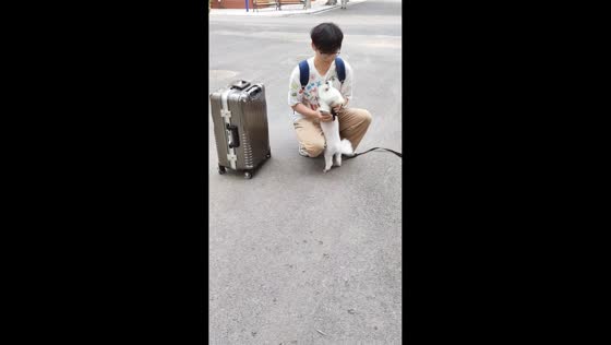 Dog excitedly greets returning owner in Shandong, China