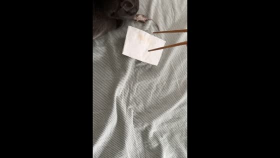 Cat owner struggles to remove mouse from bed
