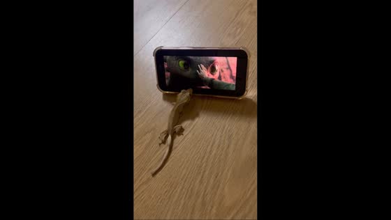 Pet lizard fixated on How to Train Your Dragon trailer in Seoul, South Korea