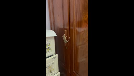Rat trapped by tail outside wardrobe in Nghe An, Vietnam