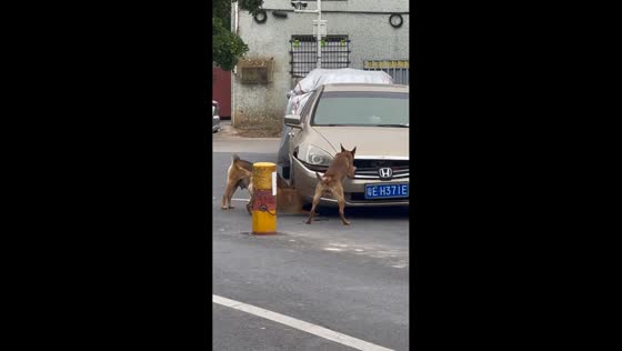 Group of dogs tear apart car bumper in Guangdong, China