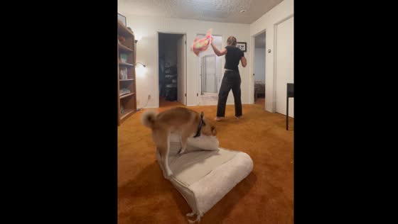 Dog humps bed to the beat while owner plays with their flow star