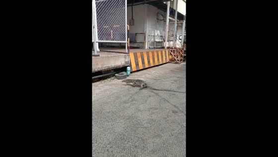 Komodo dragon spotted roaming in Bangkok