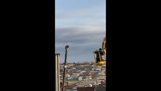 Lynx chased by dogs climbs power line pole in Tatarstan, Russia