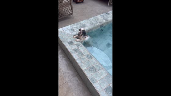 Shih Tzu enjoys playful pool bath in Presidente Prudente, Brazil