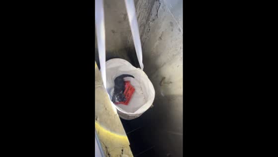 Kitten rescued from sewer using a bucket in Ningxia, China