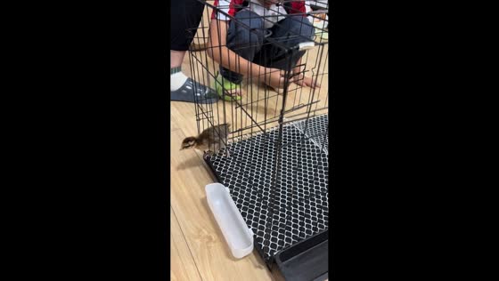 Little chicken finds an easy escape from new cage in Shanghai. China 