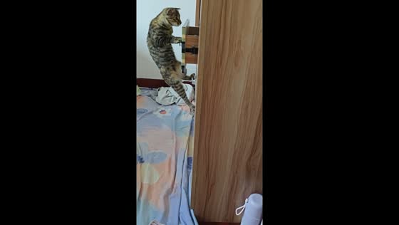 Amusing cat attempts to climb drawers in Chongqing, China