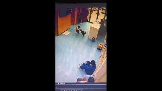 Cat knocks toddler over before walking away in Henan, China