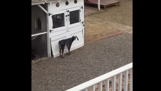 Goat bleats loudly in the rain in Summerville, South Carolina