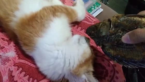 Cat wakes up instantly when fish is brought near its nose