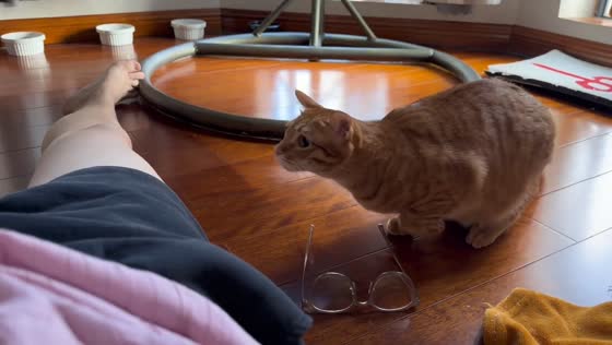 Cat jumps so high in Guangdong, China