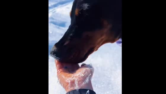 Dog eats snowflakes from hand in Armenia