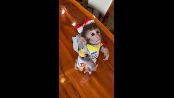 Adorable 1-year-old monkey strolls on two legs carrying a bag