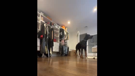Dog searches for owner in playful game