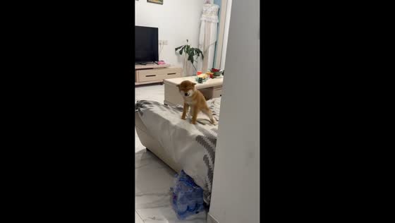 Shiba Inu reacts adorably to owner’s playful sounds in Hubei, China