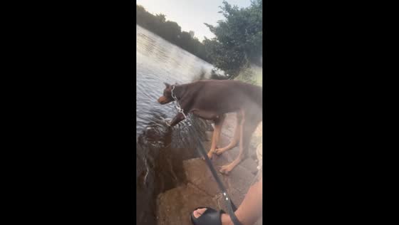 Dog accidentally falls into lake while sniffing the water in Bahia, Brazil