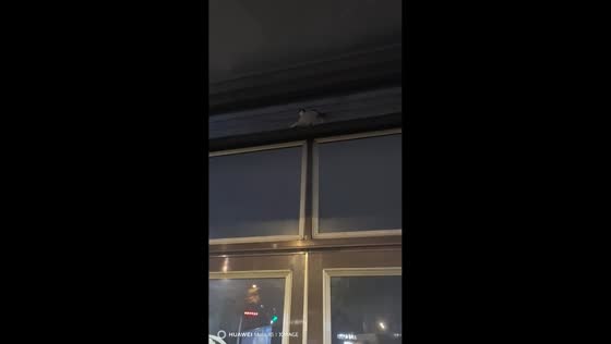 Swallows nest rides down with shutter door in Heilongjiang, China