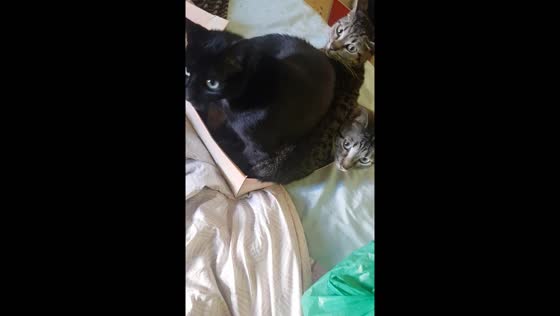Three cats find comfort in a shoebox