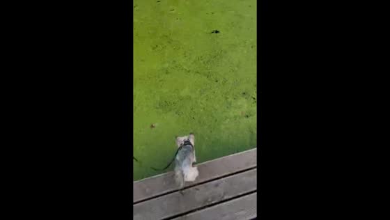 Dog jumps into algae-filled pond in Tomaszów Mazowiecki, Poland
