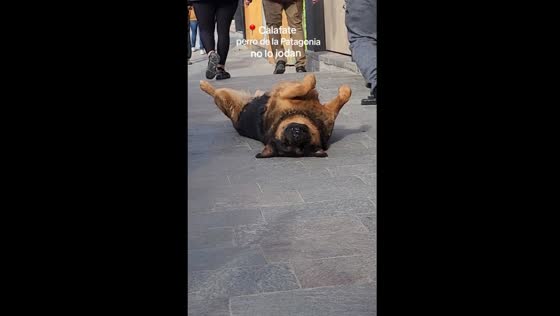 Dog lays on sidewalk in El Calafate, Argentina