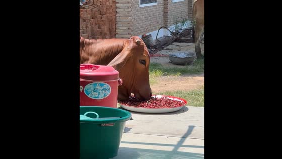 Cow eats chillis in Roi Et, Thailand