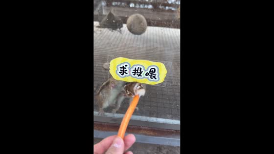Squirrels eagerly share carrot snack in Anhui, China